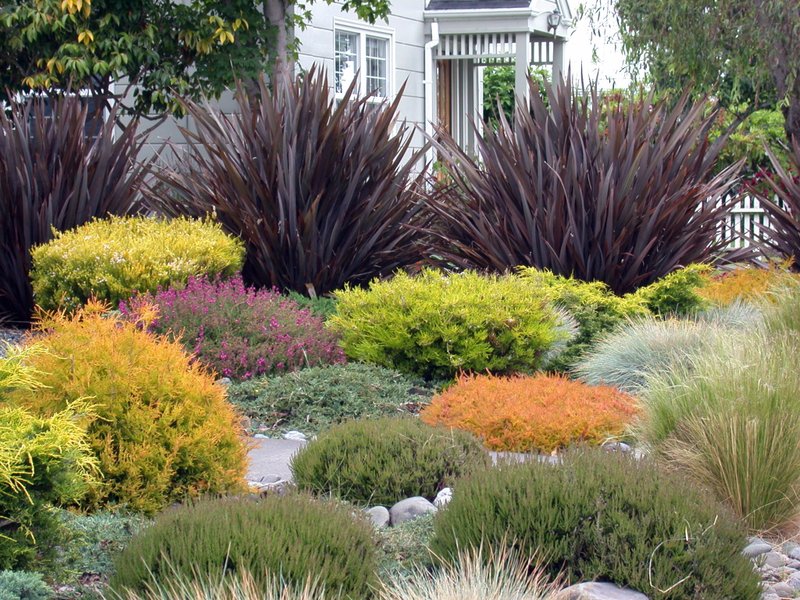 Create A Beautiful Drought Resistant Front Yard Sonoma Magazine
